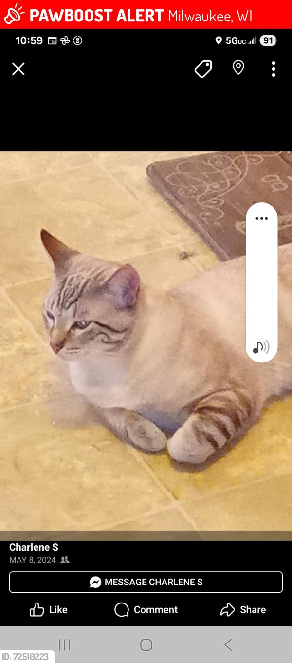 Lost Male Cat last seen Scott street in-between greenfield and national ave, Milwaukee, WI 53204