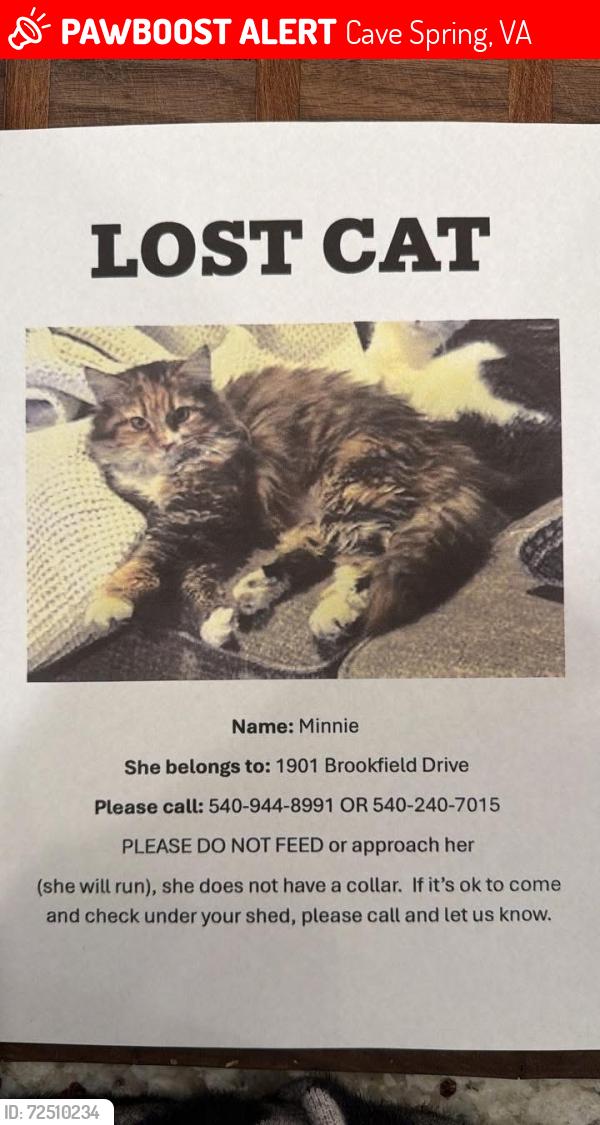 Lost Female Cat last seen Oak Grove, Cave Spring, VA 24018