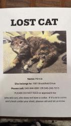Lost Female Cat last seen Oak Grove, Cave Spring, VA 24018