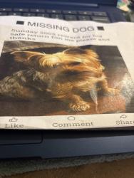 Lost Male Dog last seen 22nd in Clifton, Tampa, FL 33610
