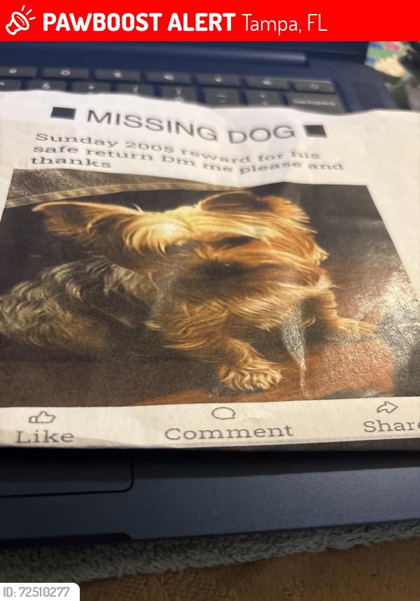 Lost Male Dog last seen 22nd in Clifton, Tampa, FL 33610