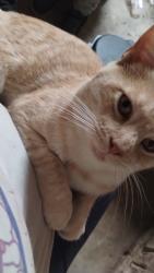Lost Male Cat last seen Smokey road middle School , Newnan, GA 30263