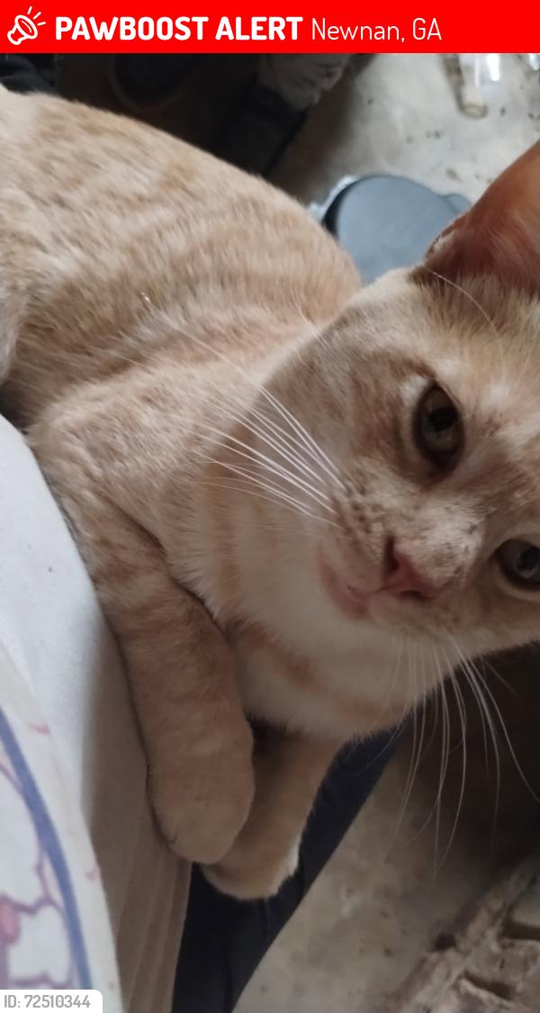 Lost Male Cat last seen Smokey road middle School , Newnan, GA 30263