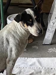 Lost Female Dog last seen SW 212 ave, Homestead, north Redlands, Homestead, FL 33031