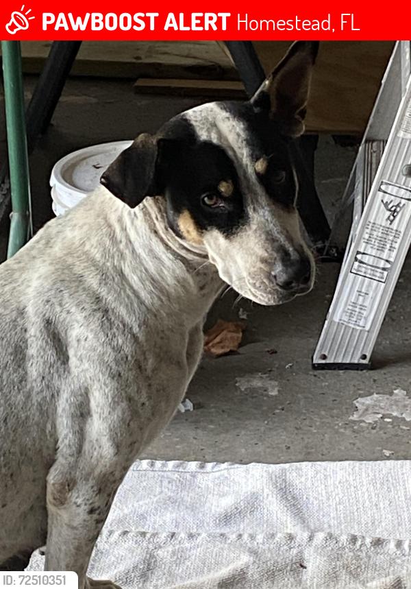 Lost Female Dog last seen SW 212 ave, Homestead, north Redlands, Homestead, FL 33031