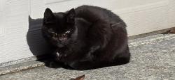 Found/Stray Unknown Cat last seen Near sw McKnight Ln., Beaverton, OR 97006