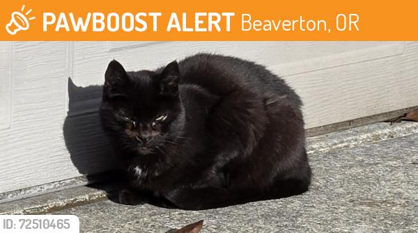 Found/Stray Unknown Cat last seen Near sw McKnight Ln., Beaverton, OR 97006