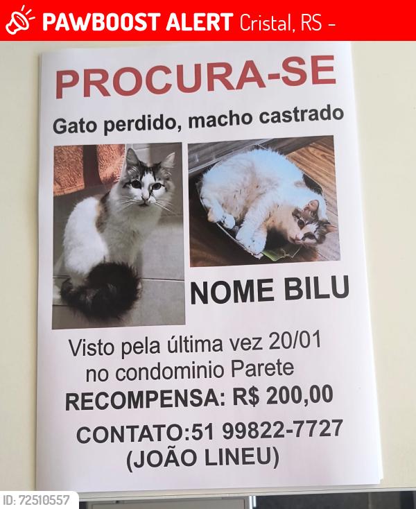 Lost Male Cat last seen Condomínio Parete , Cristal, RS 90840-440
