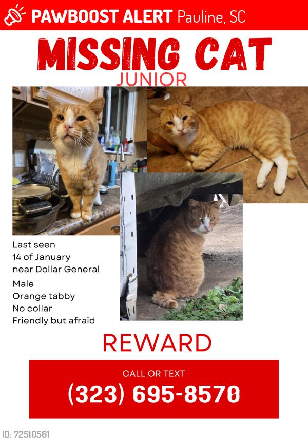 Lost Male Cat last seen Stone station rd. Dollar General, Pauline, SC 29374
