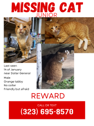 Lost Male Cat last seen Stone station rd. Dollar General, Pauline, SC 29374