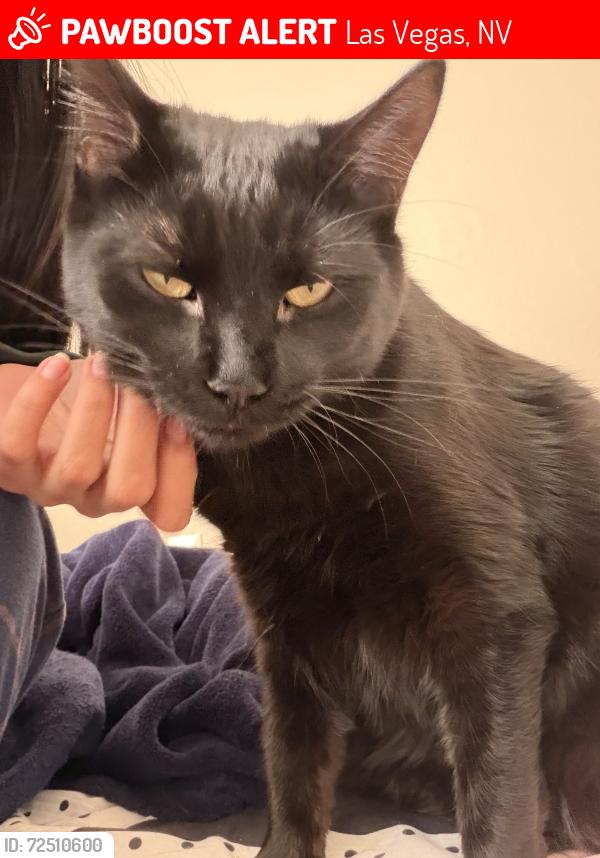 Lost Female Cat last seen Near Crimson Leaf Dr, Las Vegas, NV 89130