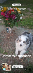 Lost Female Dog last seen Parkhaven and Walker by Pascal park, Mesquite, TX 75149