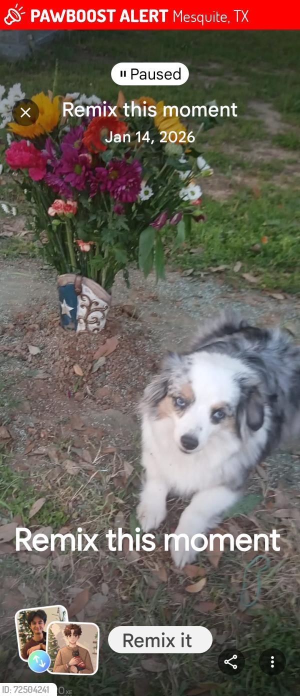 Lost Female Dog last seen Parkhaven and Walker by Pascal park, Mesquite, TX 75149