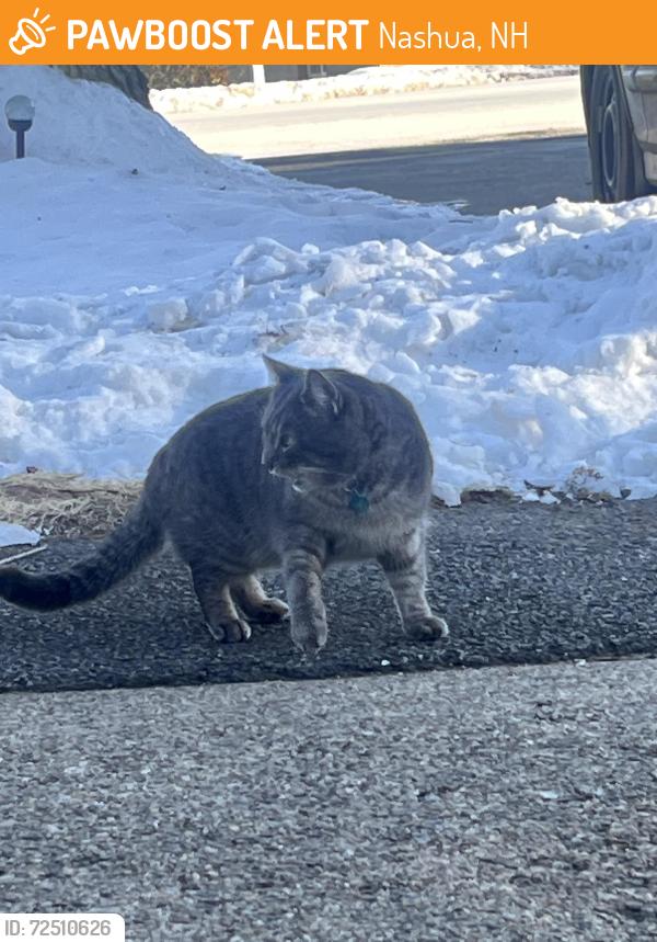 Found/Stray Unknown Cat last seen Langholm, Nashua, NH 03062