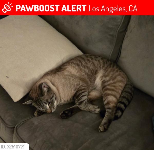 Lost Male Cat last seen Tampa and Plummer, Los Angeles, CA 91324