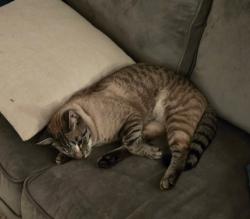 Lost Male Cat last seen Tampa and Plummer, Los Angeles, CA 91324