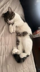 Lost Male Cat last seen Mascot rd near the First Choice Community Credit Union, Mascot, TN 37806