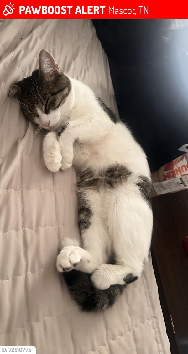 Lost Male Cat last seen Mascot rd near the First Choice Community Credit Union, Mascot, TN 37806