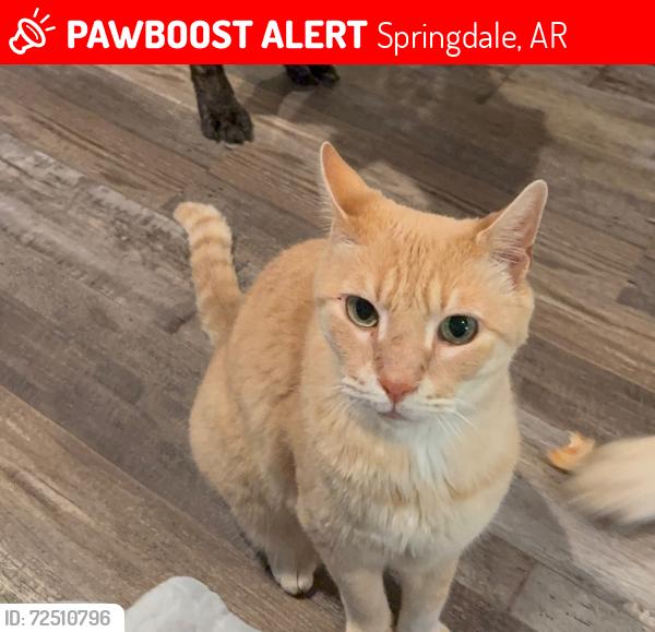 Lost Male Cat last seen Marchant and Snavely/Downum, Springdale, AR 72762
