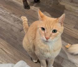 Lost Male Cat last seen Marchant and Snavely/Downum, Springdale, AR 72762