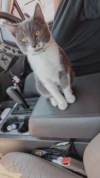 Reunited Female Cat last seen Donnelly Ave and Eldridge st, Fort Worth, TX 76107