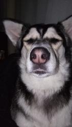 Lost Female Dog last seen Rosecrans old town San Diego , San Diego, CA 92037