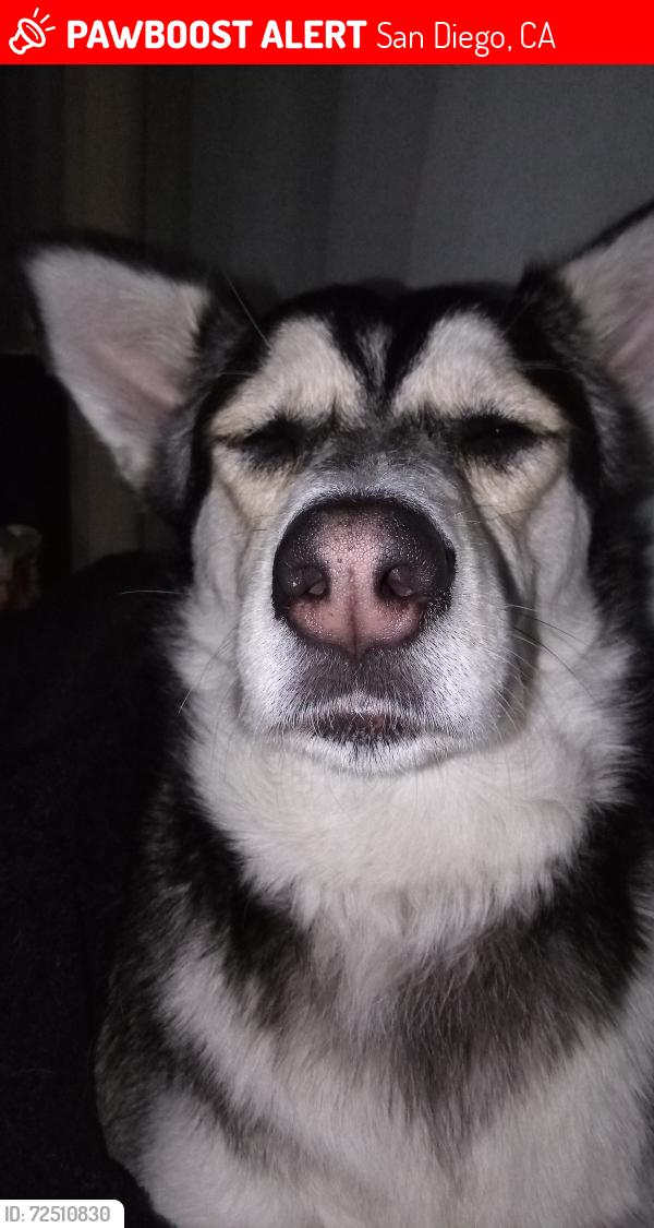 Lost Female Dog last seen Rosecrans old town San Diego , San Diego, CA 92037
