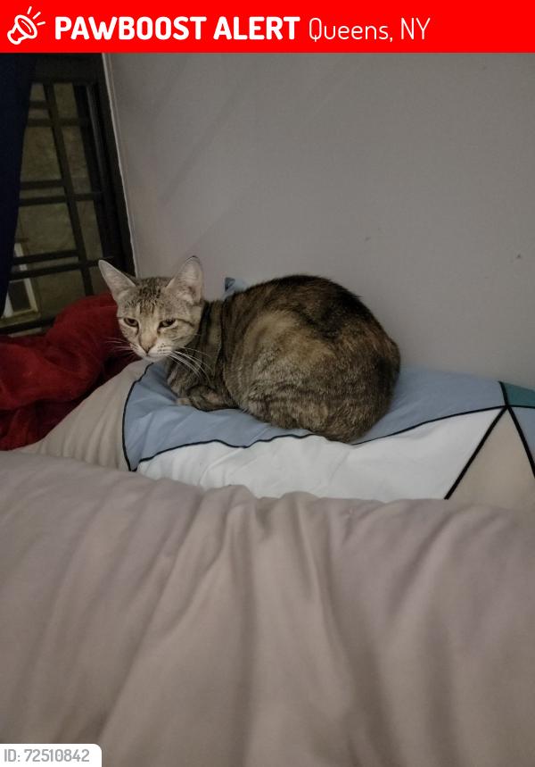 Lost Female Cat last seen Nameoke Park, Queens, NY 11691