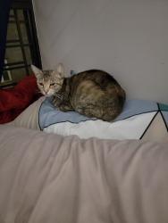 Lost Female Cat last seen Nameoke Park, Queens, NY 11691