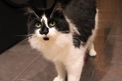 Lost Male Cat last seen Harvest Grove, Bloxwich, England WS3