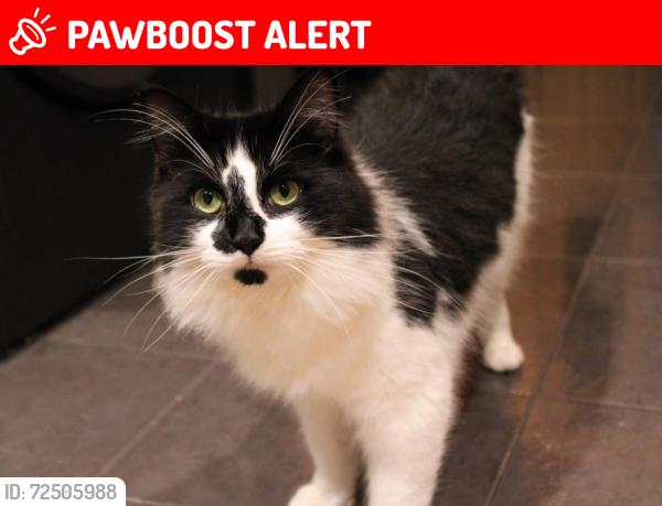 Lost Male Cat last seen Harvest Grove, Bloxwich, England WS3