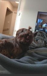 Lost Male Dog last seen Villa Sur Riviere Apartments, Gulfport, MS 39501