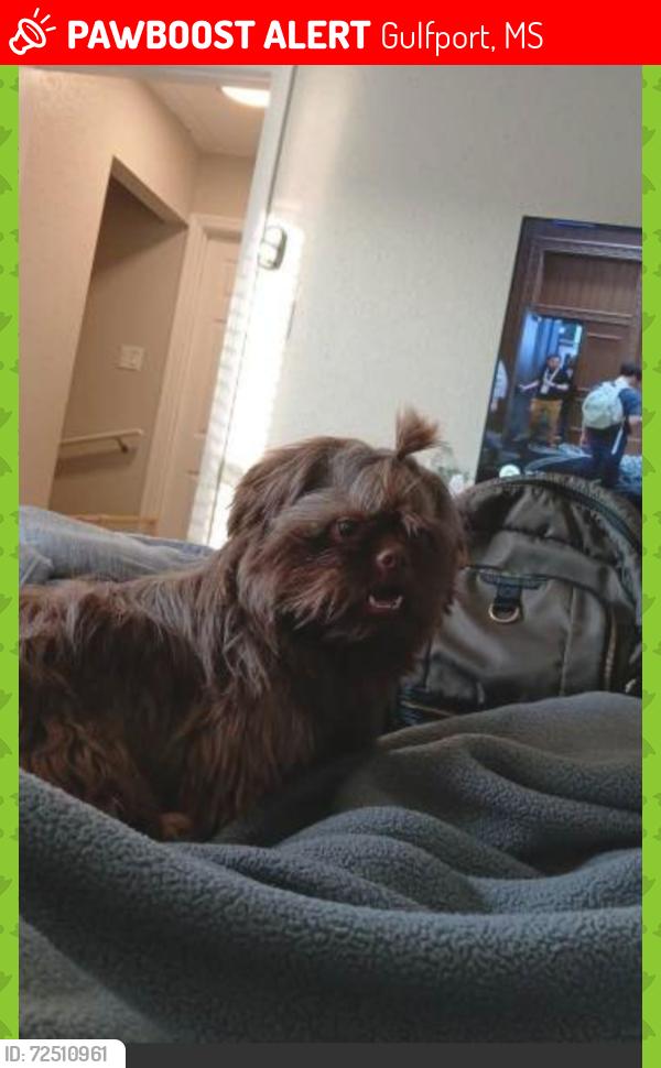 Lost Male Dog last seen Villa Sur Riviere Apartments, Gulfport, MS 39501
