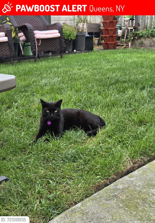 Lost Male Cat last seen 10-74 Beach 22nd St, Far Rockaway, NY 11691, USA, Queens, NY 11691