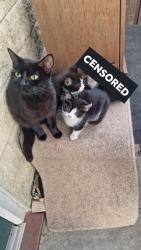 Lost Female Cat last seen aygill avenue, West Yorkshire, England BD9