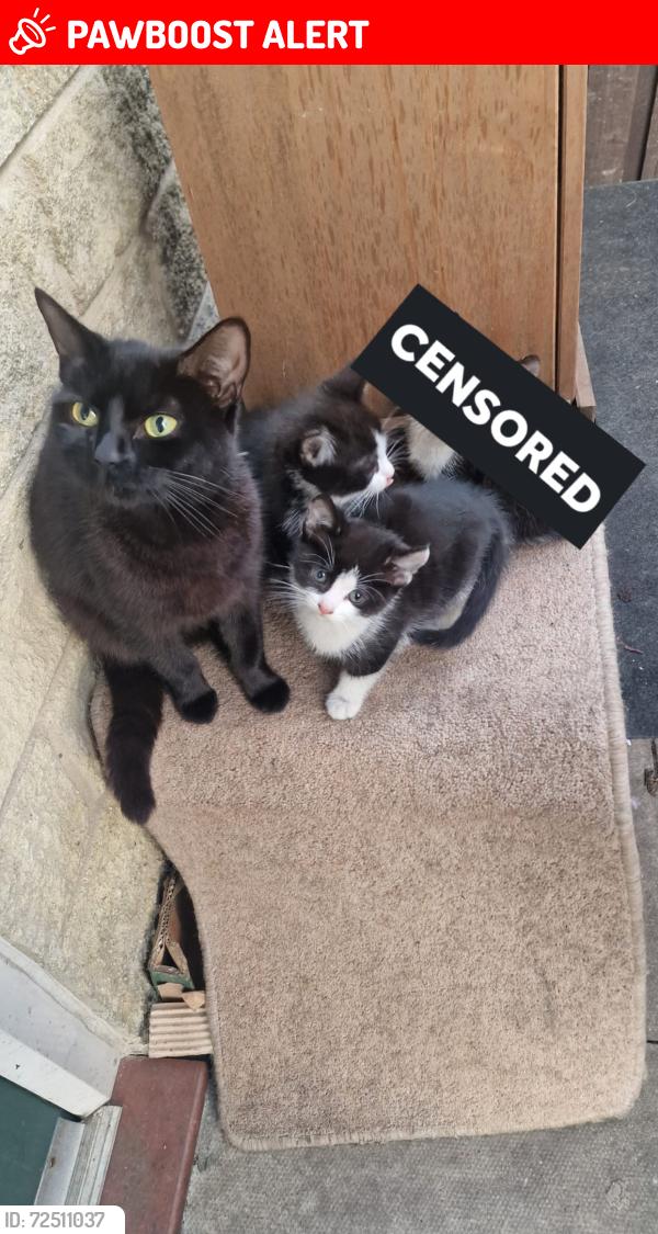 Lost Female Cat last seen aygill avenue, West Yorkshire, England BD9
