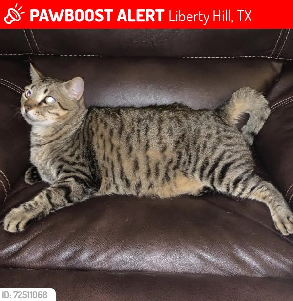 Lost Male Cat last seen Quarry Lane/Drystone, Liberty Hill, TX 78642