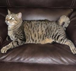 Lost Male Cat last seen Quarry Lane/Drystone, Liberty Hill, TX 78642