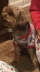 Lost Male Dog last seen Evergreen ests, Fayetteville, NC 28304