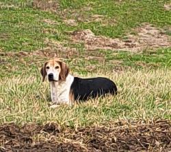 Found/Stray Male Dog last seen Clintonville Rd between Paris and Winchester Kentucky , Paris, KY 40361