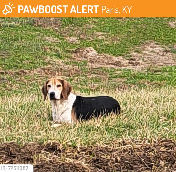 Found/Stray Male Dog last seen Clintonville Rd between Paris and Winchester Kentucky , Paris, KY 40361