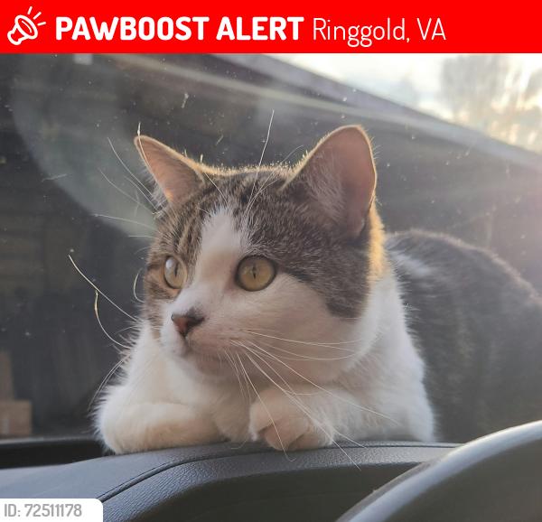 Lost Male Cat last seen Milton hwy , Ringgold, VA 24586