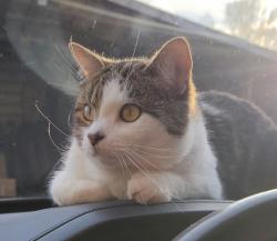 Lost Male Cat last seen Milton hwy , Ringgold, VA 24586