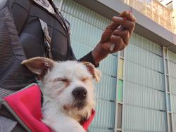 Lost Male Dog last seen West 18th Street train station on the 1 train platform downtown side, New York, NY 10011