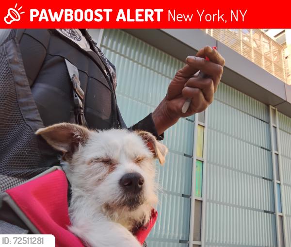 Lost Male Dog last seen West 18th Street train station on the 1 train platform downtown side, New York, NY 10011