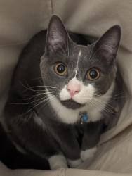 Lost Male Cat last seen At the stream near the walkway bridge at the falls at Sesquicentennial State Park, Columbia, SC 29223