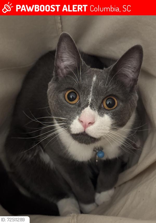 Lost Male Cat last seen At the stream near the walkway bridge at the falls at Sesquicentennial State Park, Columbia, SC 29223