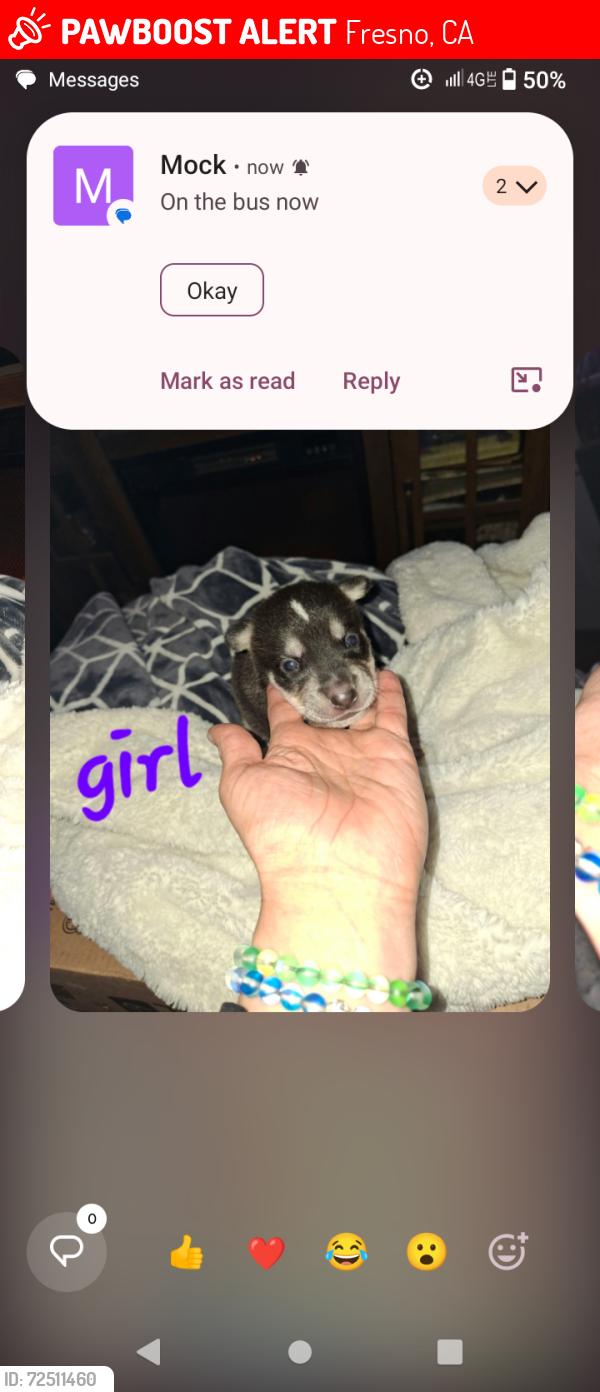 Lost Female Dog last seen Peach/olive, Fresno, CA 93727