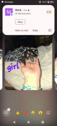 Lost Female Dog last seen Peach/olive, Fresno, CA 93727