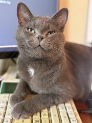 Lost Female Cat last seen Near East St. Kendall WI, Kendall, WI 54638